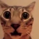 WHATTHEFUCKISWRONGWITHYOU