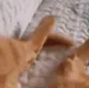 catToes