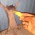 y_slaprat