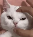 cat_angry