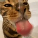 lick