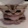 gato_quewea