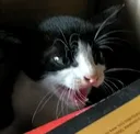 scary_cat scary_cat