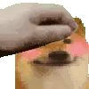 dofpet