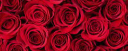 Valentine's Day
