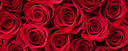 Valentine's Day