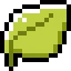 ivy