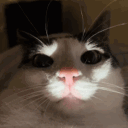 veri