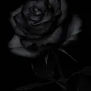 Eternal Rose 💫💜