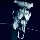 AnimalSkulls's icon