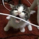 the silly cavern⁉ Discord server icon