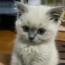 Kitten Emotes's icon