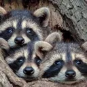 The Chaos Chat's icon