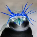 Polar Penguin Patrol Official Discord
