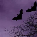 🦇ᴄʜɪʟʟᴢᴏɴᴇ🦇