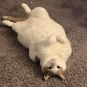 cat kindom - discord server icon