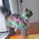 server of a gay 🐈