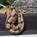 The Reptile House Discord Server Icon