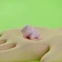世界YURU化計画
