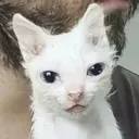 the queer cat fortress
