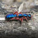 Ants in 642server