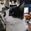 Cat World Discord Server Icon