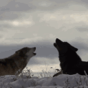 ν ι т α м Discord server icon