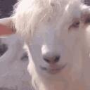 GOAT 18+ Discord Server Icon