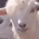 GOAT 18+ Discord Server Icon