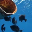 OCEANBUCKETS