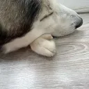 doggy land! Discord Server Icon