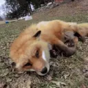 The Fox den!  Discord Server Icon