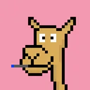 Mad Camels