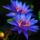 The Lotus Group