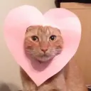 ʕ •ﻌ• ʔ