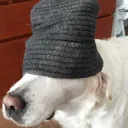 pitrexe