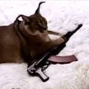 caracal