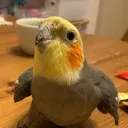 なんでも