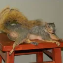 🐹Squirrels Server🐹