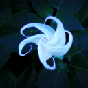 Discovery icon for π γ» π© ππ πππππππ π. πͺ γ» π (PT) Discord server