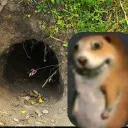 🌟Toca do don 🐹