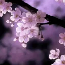 Скрытые в сакурах Discord Server Icon
