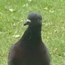 Pigeon pack (PP)
