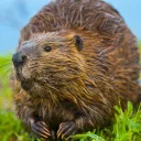 The Beaver Dam