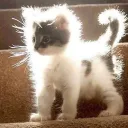 CatTopia