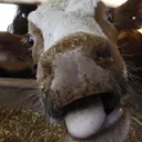 CATCH EM KILL EM (cow_eat_server)