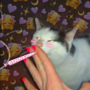 the gaming kittens :3