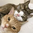 𝑇ℎ𝑒 𝑇ℎ𝑟𝑒𝑒 𝑀𝑎𝑖𝑑𝑠  Discord Server Icon