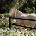 horse academy Server Icon