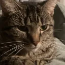 Daily Cat Image